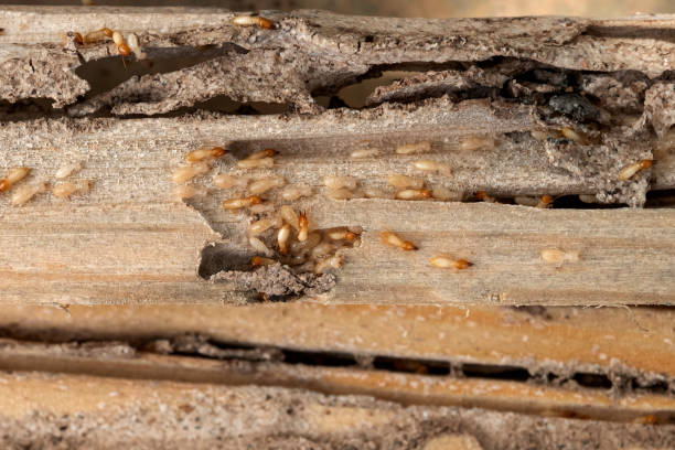 Best Pest Removal Services  in Monticello, WI